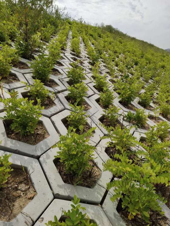 白城高鐵綠化工程施工 構筑生態廊道，提升城市景觀